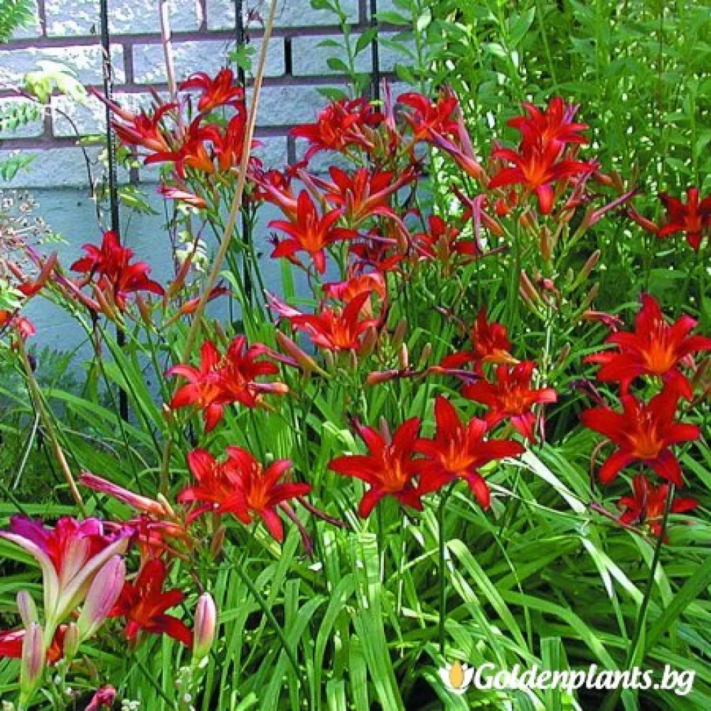 Хемерокалис Crimson Pirate