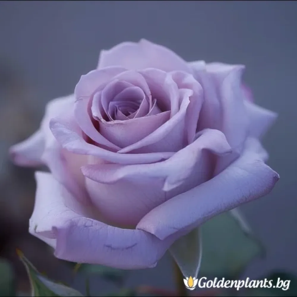 Роза „Цъфтяща Симфония“, гол корен
