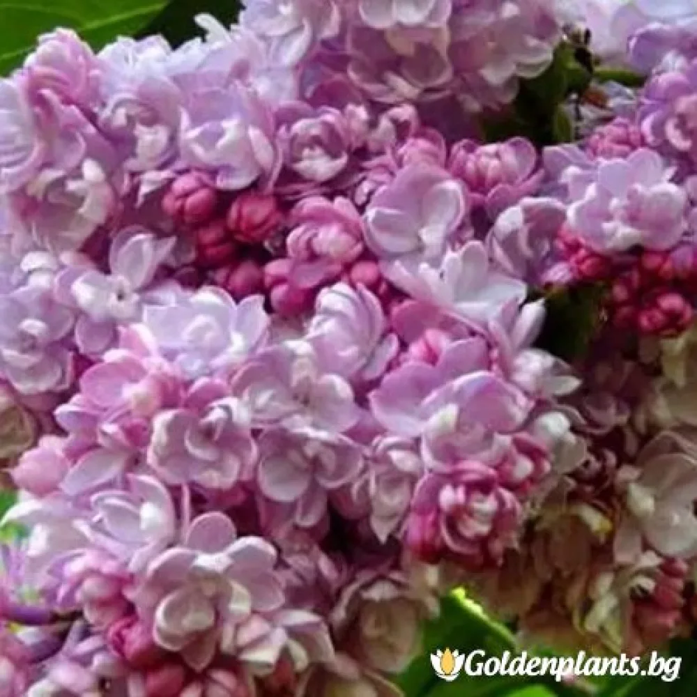 „Колхозница“ – люляк