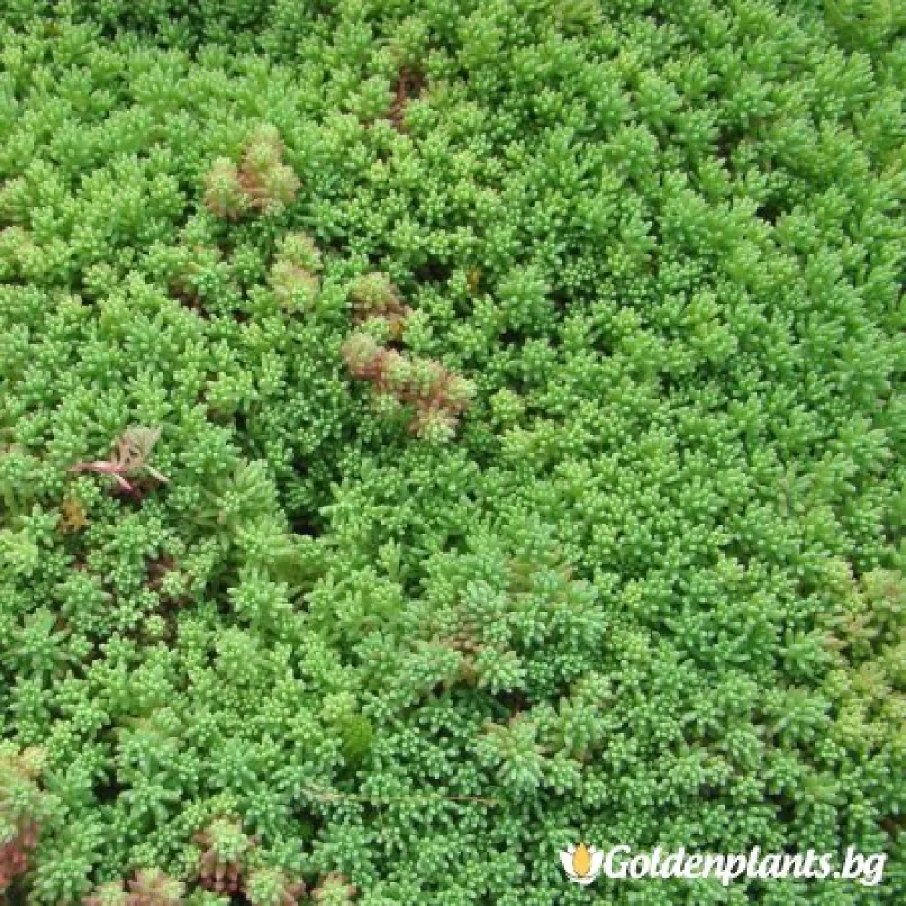 Седум green carpet зелен