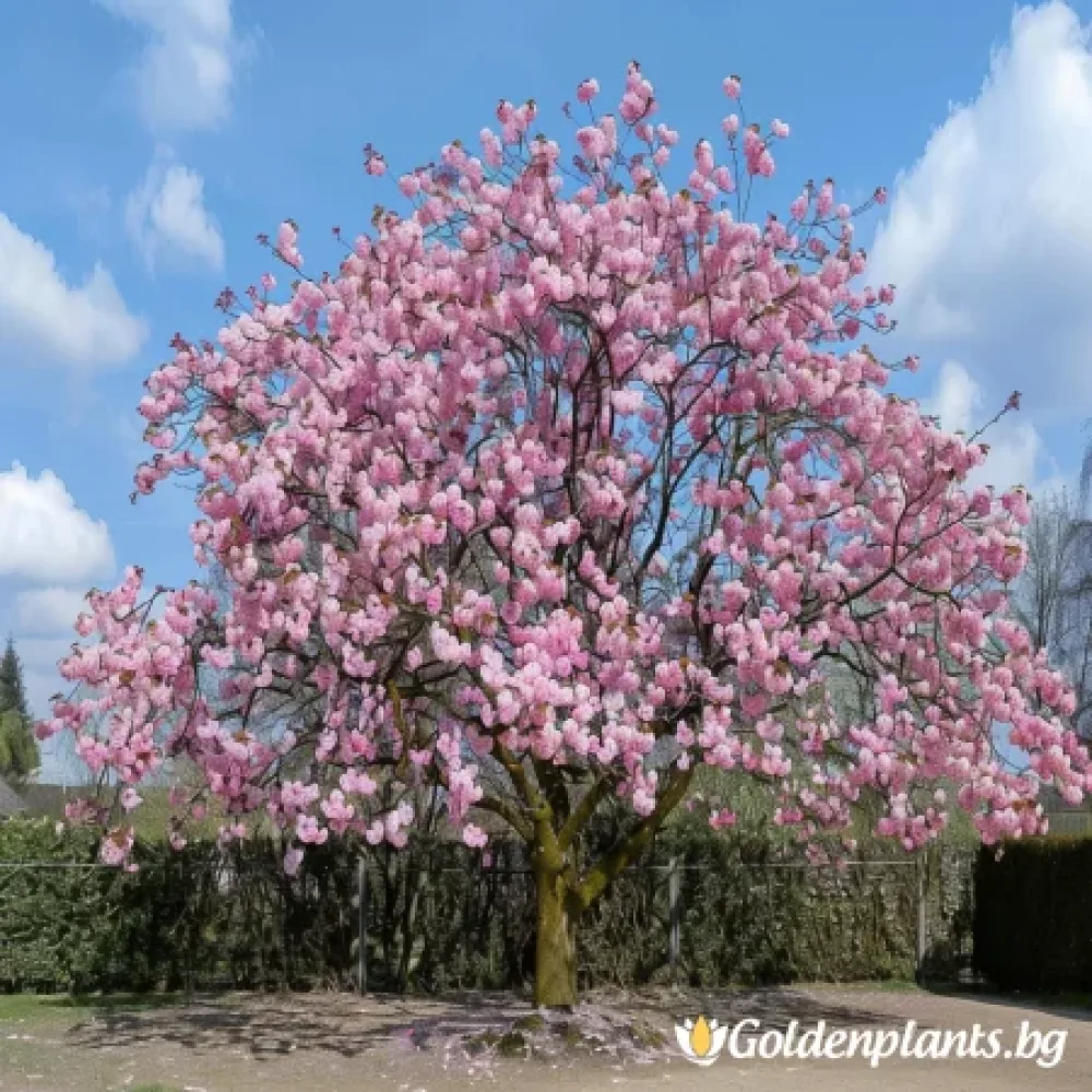 Японска вишна Канзан 140см