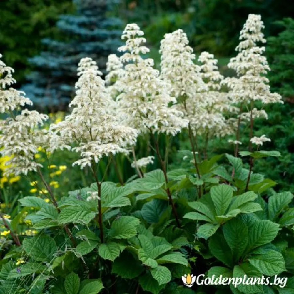 „Ескулифолия“ – роджерсия
