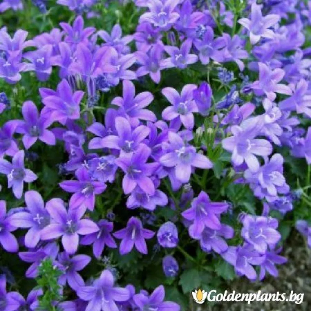 Кампанула синя