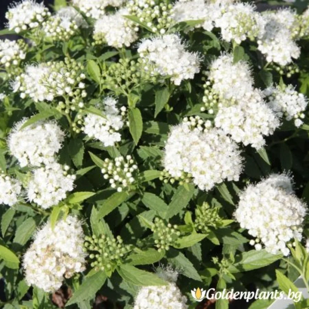 „Японика Албифлора“ – спирея