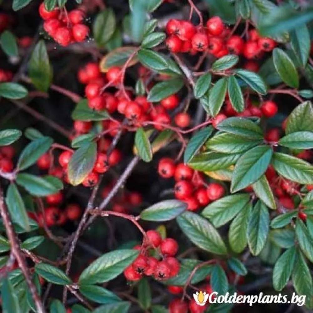 Котонеастър Salicifolia
