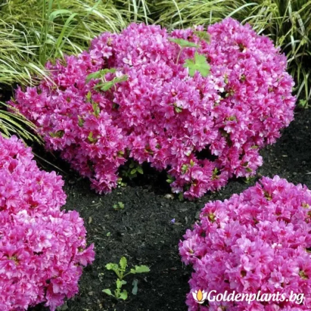 Японска Азалия сорт „Мелина“