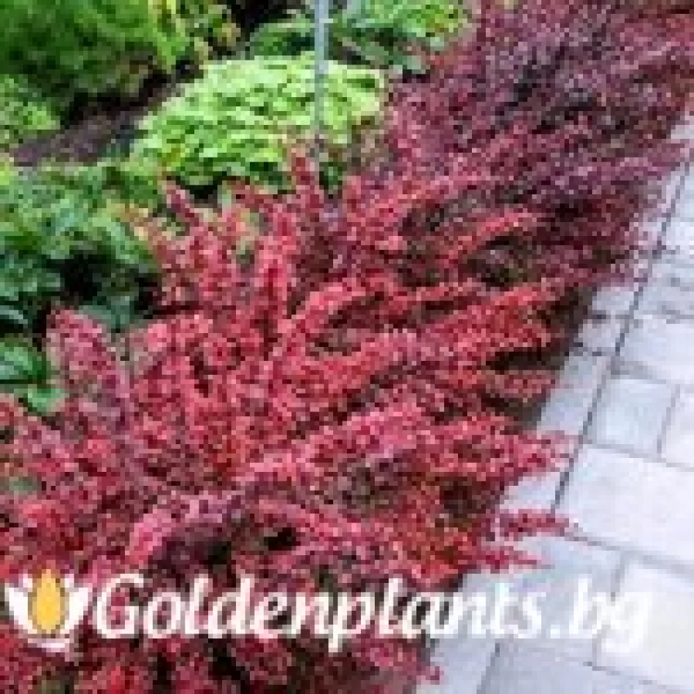 Берберис Golden Ring - 10-15 см