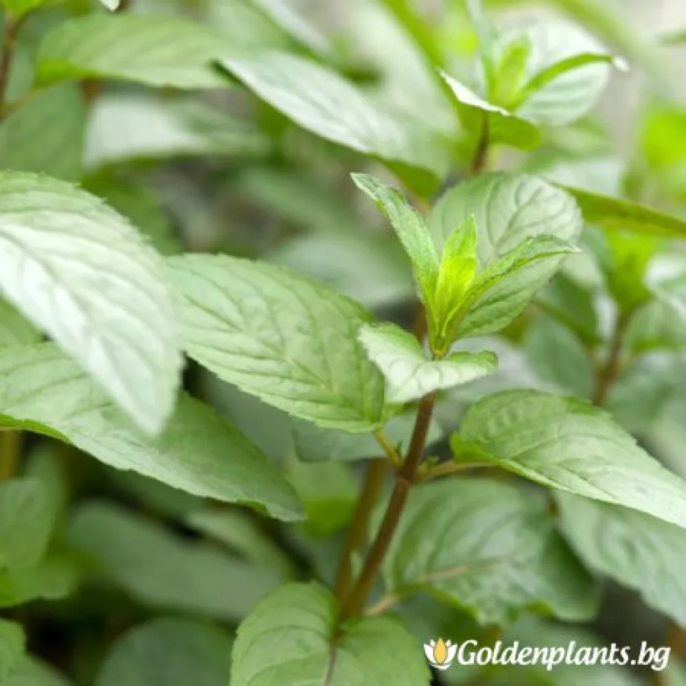 Мента Zitronen Mint