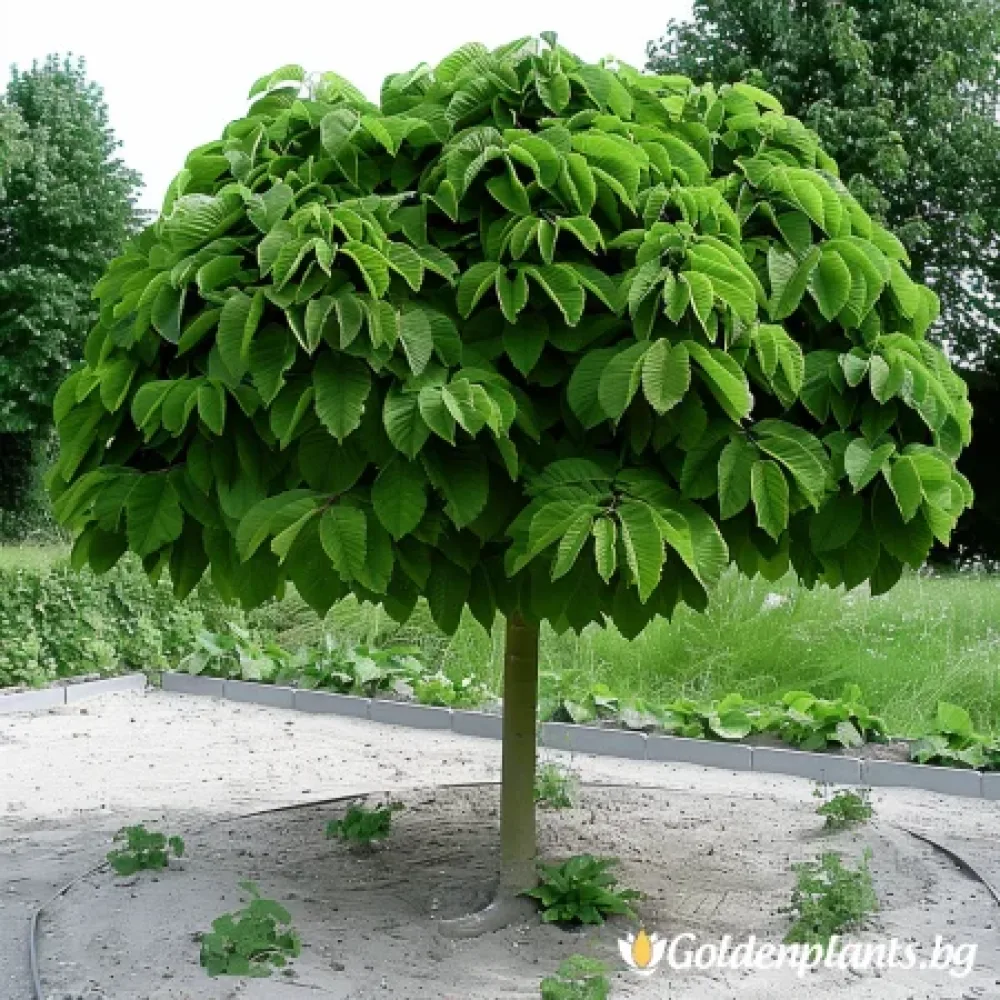 Каталпа Нана 150см