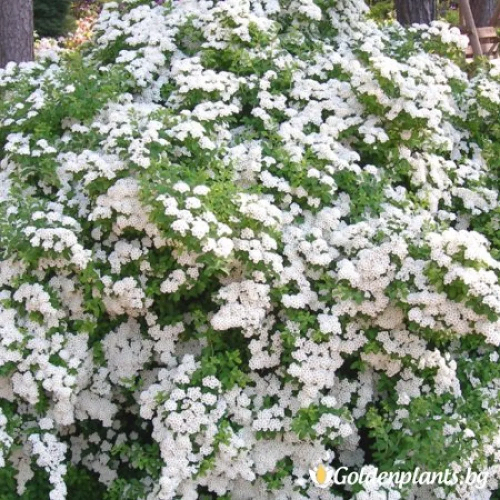 „Японика Юнска булка“ – спирея