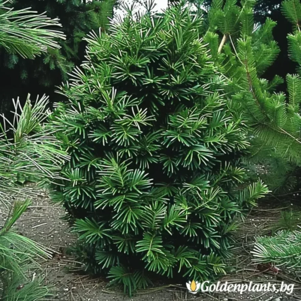 Цефалотаксус „Харингтън“