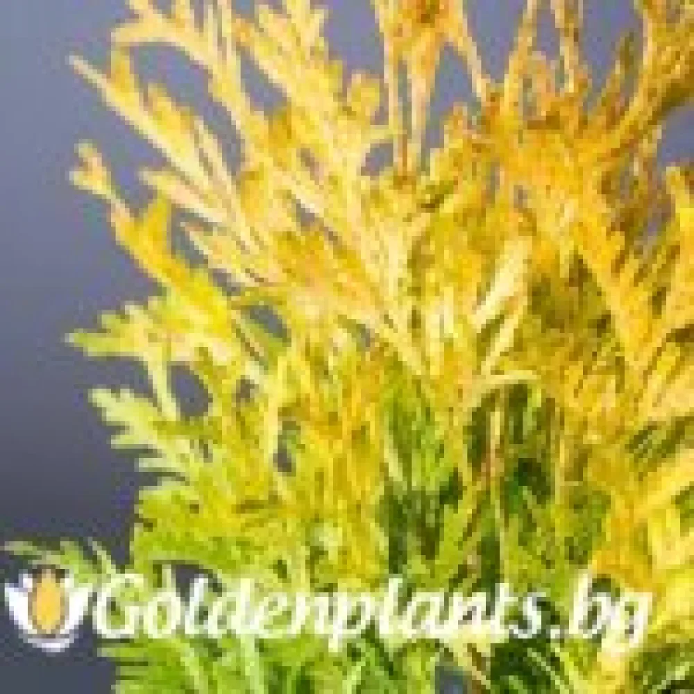 Западна туя Malonyana Aurea