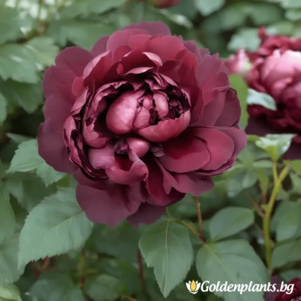 Роза „Тъмна Амброзия“, гол корен