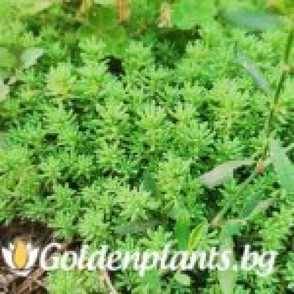 Седум green carpet зелен