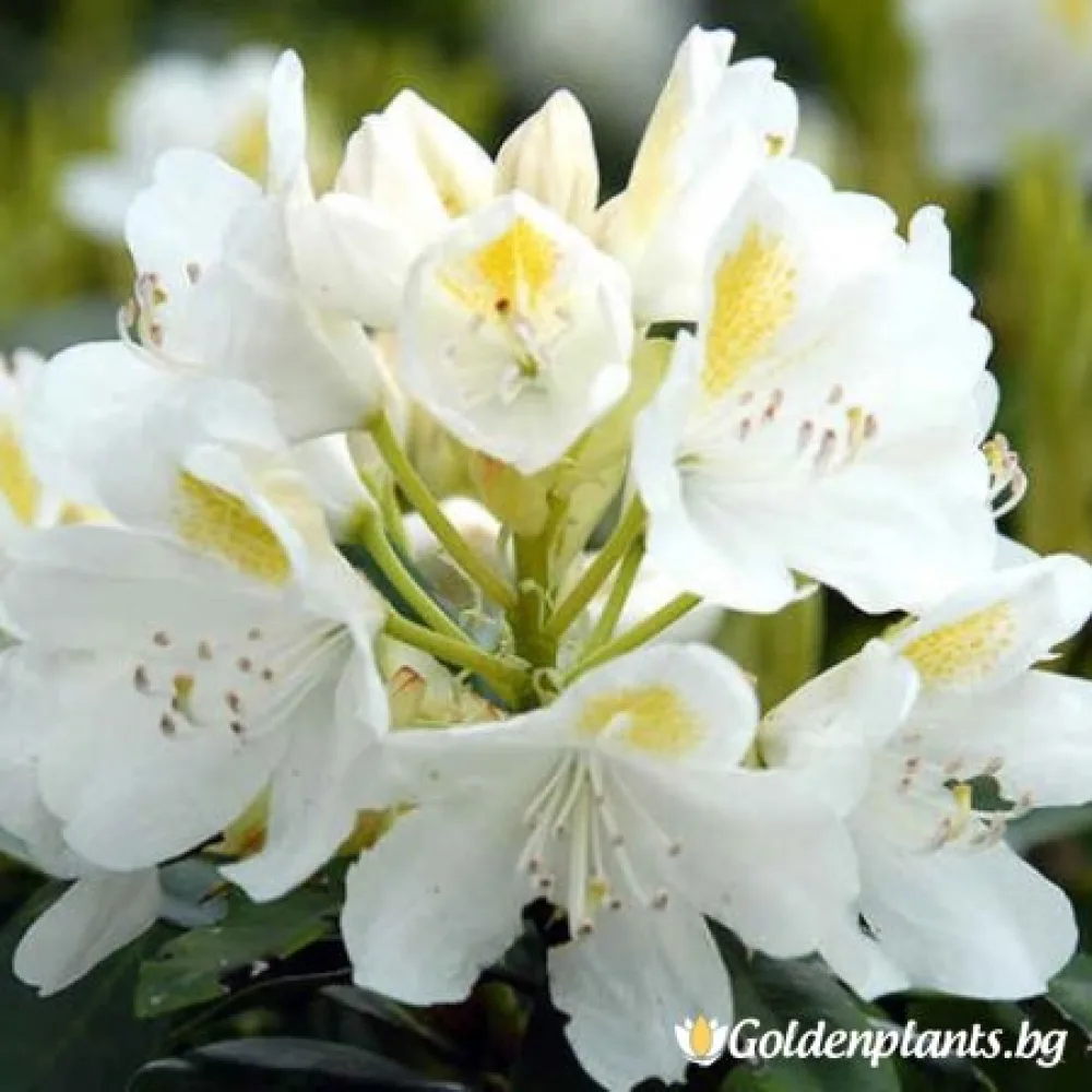 Рододендрон на случаен принцип