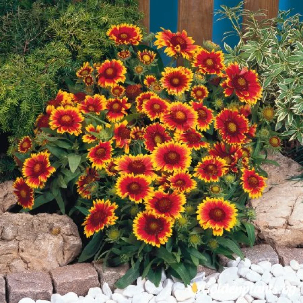 Гайлардия оранжева / Gaillardia