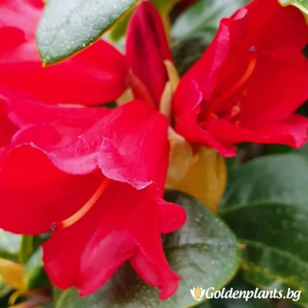 „Бенгалски“ – рододендрон